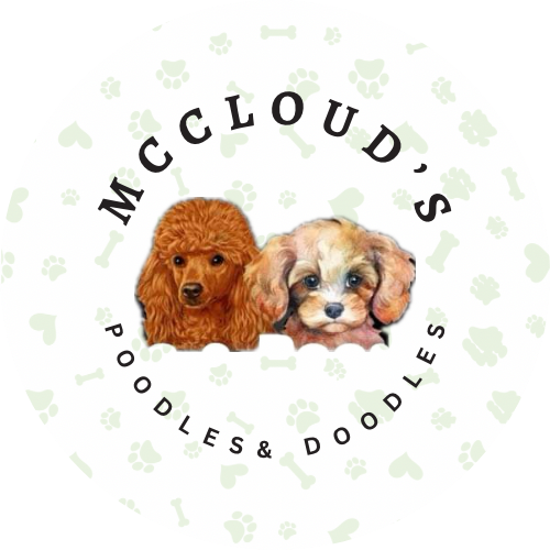 McCloudPoodlesndoodles
